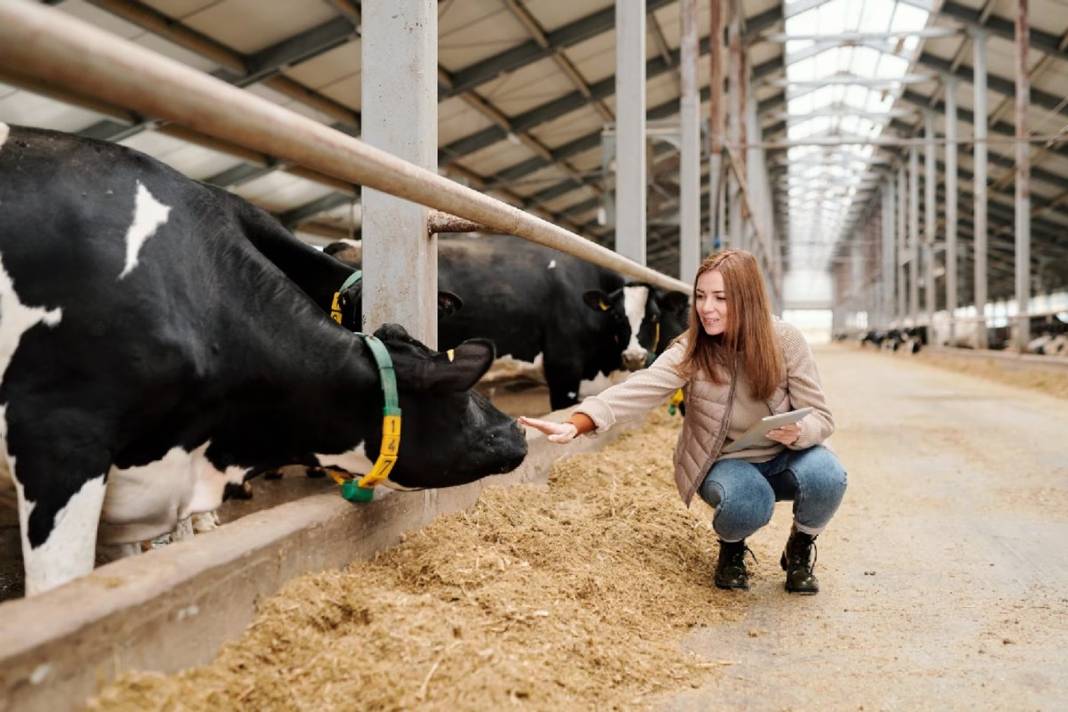Yüzlerce büyükbaş hayvan için öldürülme kararı çıktı! İtlaf kararının gerekçesi hayvanseverleri küplere bindirdi! 9